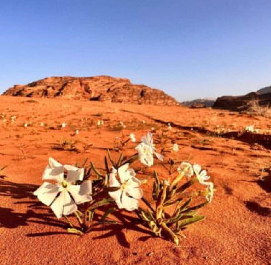 Salma Desert Camp วาดิรัม ภายนอก รูปภาพ