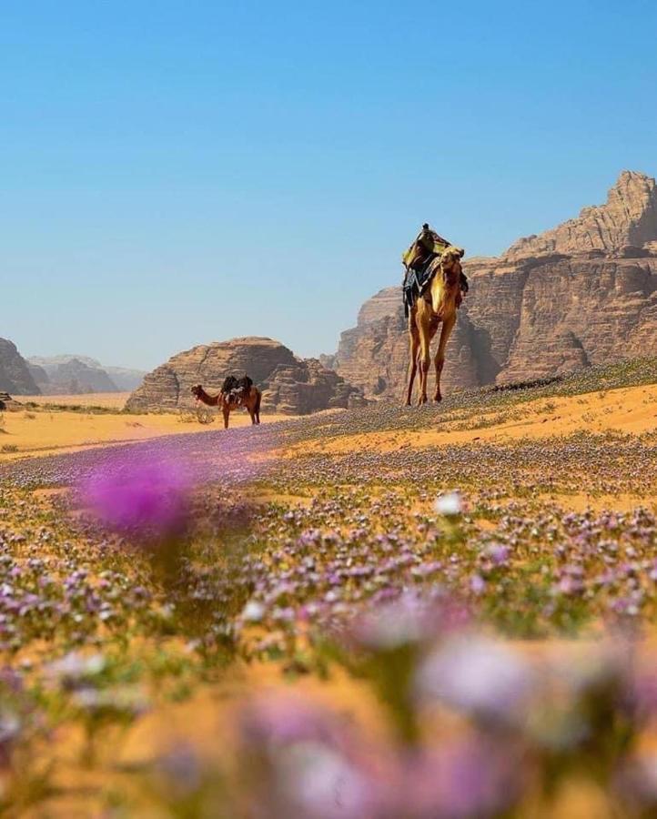 Salma Desert Camp วาดิรัม ภายนอก รูปภาพ